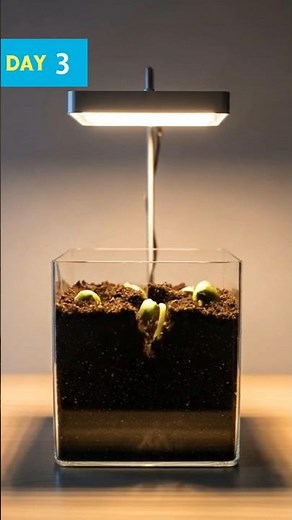 Bean Growth 🌱 Time Lapse