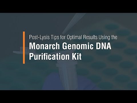 Post-lysis Tips for Optimal Results using the Monarch Genomic DNA Purification Kit