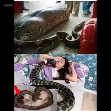 4.8K views | Woman slept with her python every night until the vet showed her a surprising … See more | The Animal Atlas | Facebook
