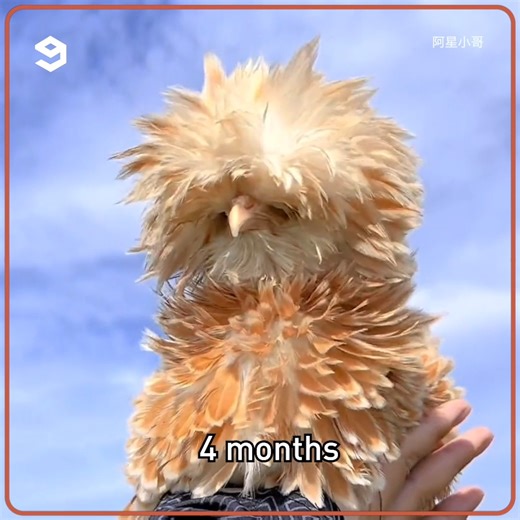 Chicken blossoming like flowers. | 9GAG