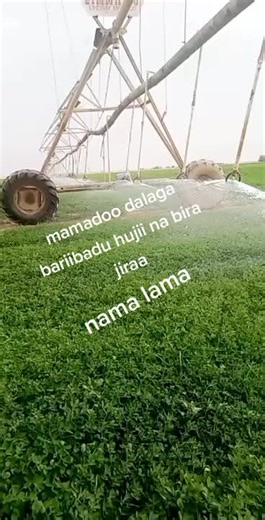 فيديوهات أنشأها yasmine magna (@siifuu6) باستخدام original sound - Fű.èè~♡dhà🥷🏾