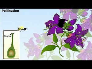 Sexual Reproduction in Plants