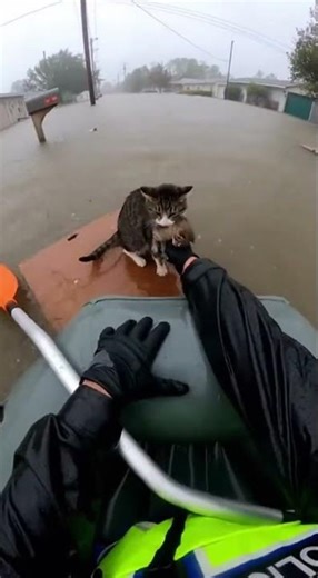 🐱🐱GoPro Captures Officer’s Incredible Rescue of Cat and Kitten During Flood!