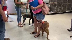 What an absolutely beautiful day full of adoptions especially this special one! We pulled Diamond from a southern Indiana shelter in need of assistance! We are happy we could help because it lead to her finding her happily ever after. She is now a part of this lovely family and even has a canine sibling & kitten to play with!!!! We cannot thank you enough for choosing adoption! 💎💎💎💎💎💎💎💎💎💎💎💎💎💎💎 | The Humane Society of Hobart, Inc.