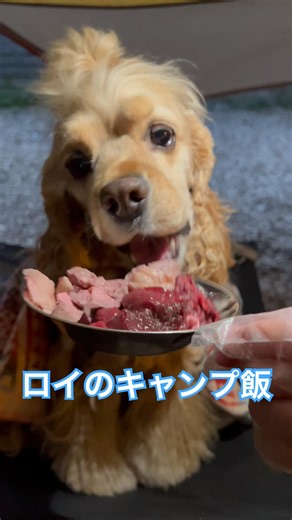 新鮮なお肉に目が真剣になるロイ君😋 #cockerspaniel #アメコカのロイ #アメリカンコッカースパニエル