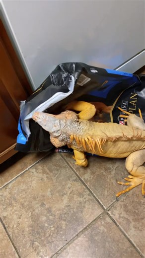 New year new bag same iguana 😂 Happy New Year #pet #funny #petlover #iguana | Rocket The Iggy
