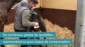 Comment se propage un virus : le laboratoire Labéo a mené l'expérience au sein d'une écurie pour expliquer l'importance d'isoler un cheval malade et d'effectuer des gestes barrières dès lors que l'on est en contact avec ce cheval pour éviter une propagation dans toute l'écurie. | Pégase Daily - 1er média Cheval, Business, Société & Art de Vivre