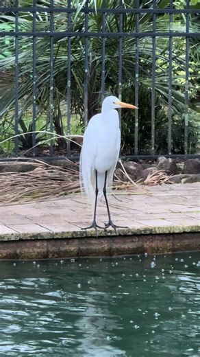 Ernest the Egret Returns to Frozen Koi Pond in Florida