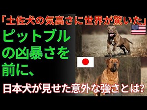 【海外の反応】米国の闘犬・ピットブル vs 日本の誇り・土佐犬――衝撃の結末に海外メディアも注目