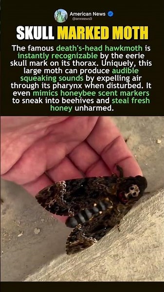 THE SQUEAKING SKULL MOTH