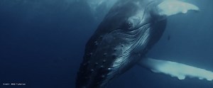 Whale songs and AI, for everyone to explore