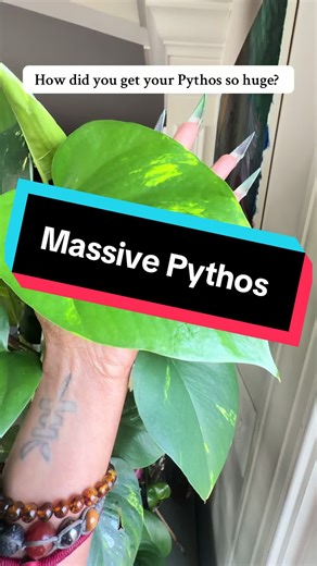 How to Grow a Massive Pythos Plant