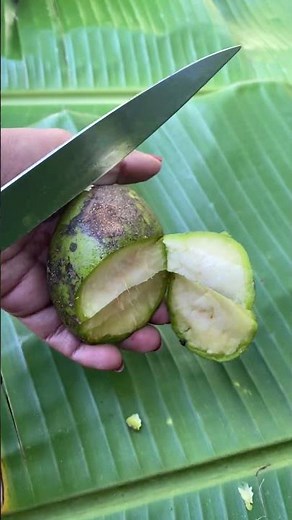 Kedondong Mini Lagi #kedondong