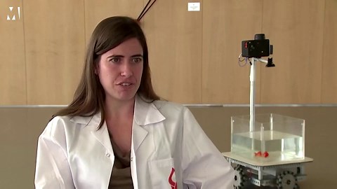 Goldfish learn how to drive a 'car' in incredible scientific study