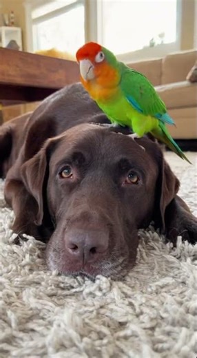 Parrot Rides Dog’s Head and Says 'How Are You?'