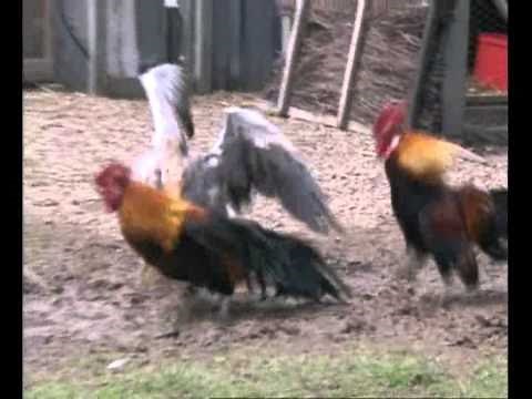 Découvrez le monde de la basse-cour