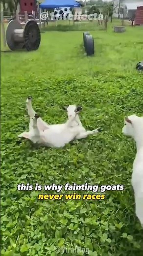 Fainting Goats | Facts and funny compilation 😂