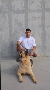 Meet Shania, a beautiful rescue Shepherd who’s been thriving in our Pawsitive Change program with her dedicated handler, Student trainer Hernandez. Watching their bond has been inspiring—Hernandez has built his daily routine around Shania’s care, showing just how much these students invest in their dogs. From training sessions to playtime to quiet moments of connection, it’s clear how deeply he cares for her.Shania is now ready to find her forever home! She’s up for adoption and waiting for a fa