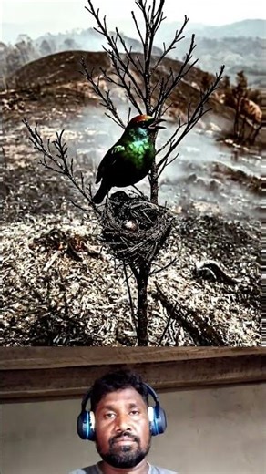 How much damage is caused by forest fires?