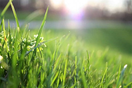 Analysis of A child said, What is the grass? by Walt Whitman - Poemotopia
