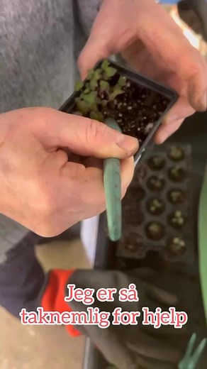 14K views · 50 reactions | Tusen takk @haanens for fantastisk hjelp i fire timer i går. Nå ble jeg ajour med priklingen av grønnsakene. Du er en hjertevarm person, og flott å bli kjent med. Tiden flyr når man er to! Dette ble pottet om; flere typer kål, salat, blomster, tomat og andre grønnsaker. Alt er dyrket på økologiske prinsip. Sådd i såjord, og nå pottet om i grønnsaksjord ♻️ ..#ompotting #prikling #homemade | Drivhuset mitt | Facebook