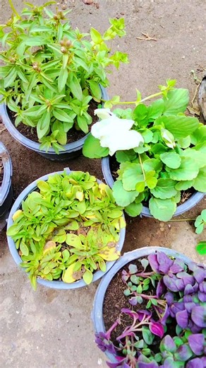 Seasonal Flower and Lemon Plant Guide