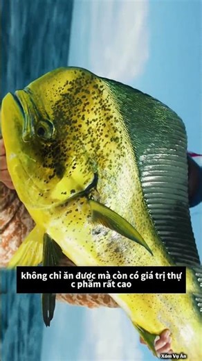 loài cá này có ăn được không P6