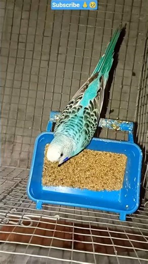 parakeet eating seeds #budgies #parakeet #shorts