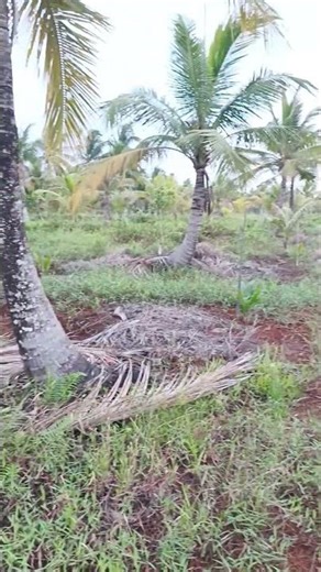 Sawit PPKS Yangambi tahun tanam 2025