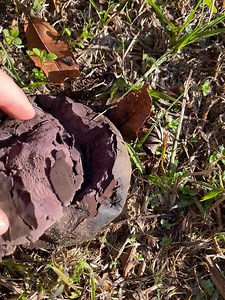The Purple-spored Puffball, Calvatia cyathiformis, is an important decomposer. The tiny particles that you can see “puffing” out are called spores. The wind carries them away. If the spores land in a warm and moist area they develop into a colony and begin absorbing nutrients from decaying leaf and plant litter. The cycle then repeats anew! Video Credit: Meaghan Huseman | Mississippi Museum of Natural Science