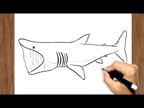 How to Draw Basking Shark