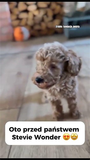 Urodził się bez oczu, pomimo tego dostał szanse 🐶❤️ #dog #help #shorts