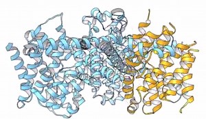 Capturing the Transport of Cargo Into Cells | Cell And Molecular Biology