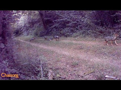 Exclusive videos of the wolves of Haute-Marne