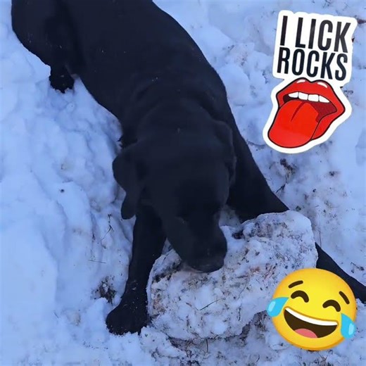 Funny Black Lab Licking Huge Quartz Rock in Snow Comedy I Like Rocks