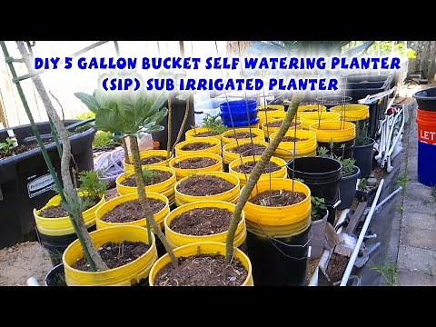 DIY 5 gallon bucket self watering planter also so called (SIP) Sub Irrigated Planter and update
