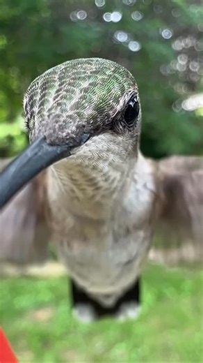 Coppervine Feeders on Instagram: "#nature #hummingbirds #naturelovers #fyp #hummingbird #birdphotography"