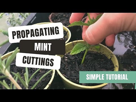 Propagating Mint Cuttings (Simple & Easy Guide)