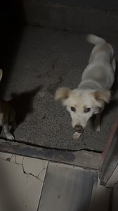 Usamitha nanamhlanje u Whitey akakayeki. Moral of the story is even if umntanakho ungamvelela ba uyafuna umitha uzawmitha😭😭😭 | Iminathi Petela