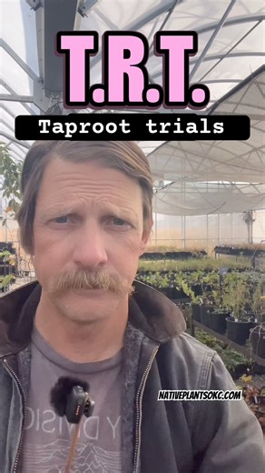 TAPROOT TRIALS: 1.3 gallons of vertical soil. Root-mass reveal:Sept. 30– 298 days of rooting time.