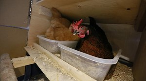 Presence of bird flu in Ontario puts farmers on edge