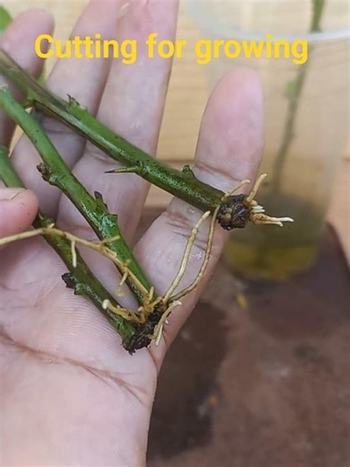How to Grow a Lemon Tree from Cutting (Easy & Attractive Guide!) | Semmio Agriculture
