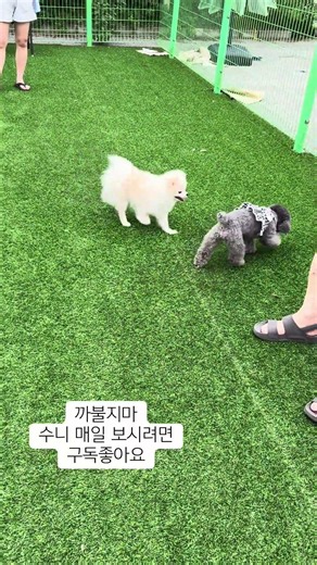 까불지마! #푸들사랑 #poodle #수니