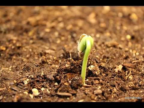 Bean seed germination