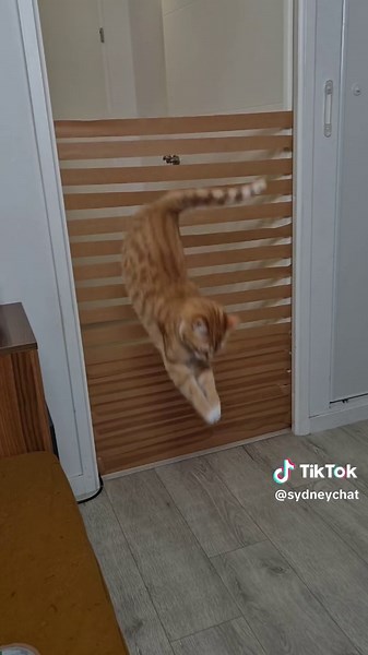 Cat Jumping Challenges: Are Your Cats Doing This Too?