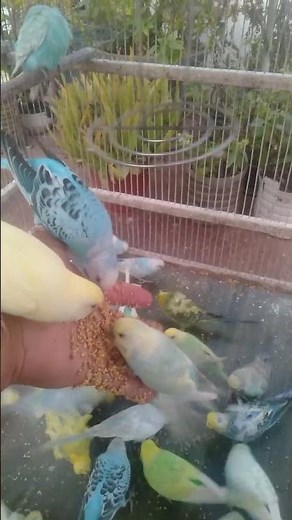 Soft Feathers in Deep Nordic Calm 🕊️🌲 #NordicSilence #RelaxMood