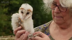When their father Finn died suddenly, barn owl chicks Fern, Griffin and Freya became a close-knit team 🦉🐥🐥🐤💕 | Robert E Fuller