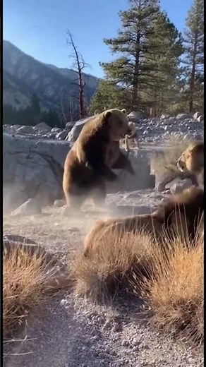 Unbelievable Bear vs Lions Moment in the Mountains | Real Footage Style