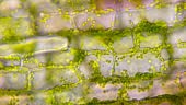 Water plant leaf cells with chloroplasts moving. microscope...