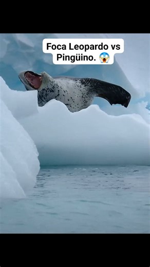 6.5K views · 82 reactions | LA LUCHA POR LA VIDA, PERO CON LA FOCA LEOPARDO, NO HAY ESCAPATORIA.  #orcas #tiburón #caza #animales #Cuidadoanimal #lifestyle #vivenciasalvaje #planeta #vidamarina #documental #ballena #vidasalvaje | Cuidado Animal | Facebook